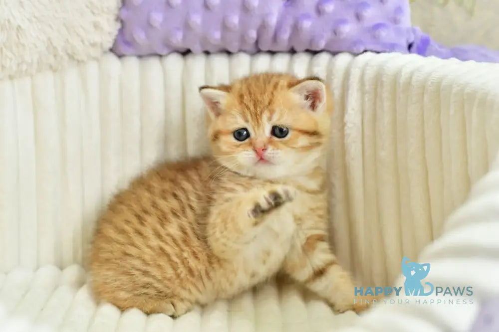 Selin Scottish Straight female chocolate golden spotted tabby live animals