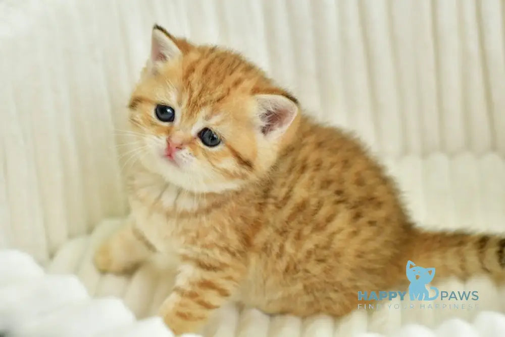 Selin Scottish Straight female chocolate golden spotted tabby live animals