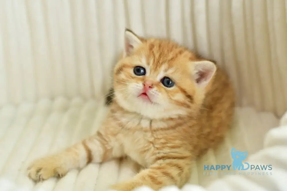 Selin Scottish Straight female chocolate golden spotted tabby live animals