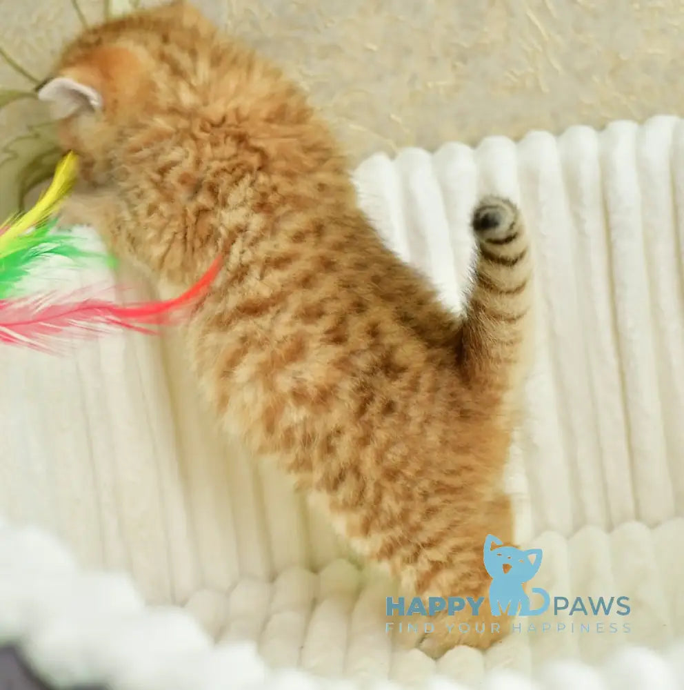 Selin Scottish Straight female chocolate golden spotted tabby live animals