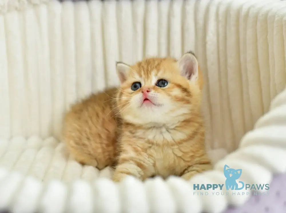 Selin Scottish Straight female chocolate golden spotted tabby live animals