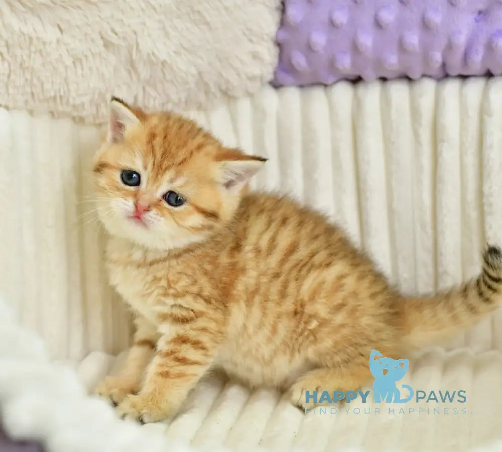 Selin Scottish Straight female chocolate golden spotted tabby live animals