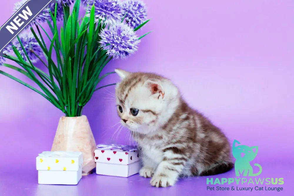 Sellena British Shorthair female chocolate silver tabby - live animals
