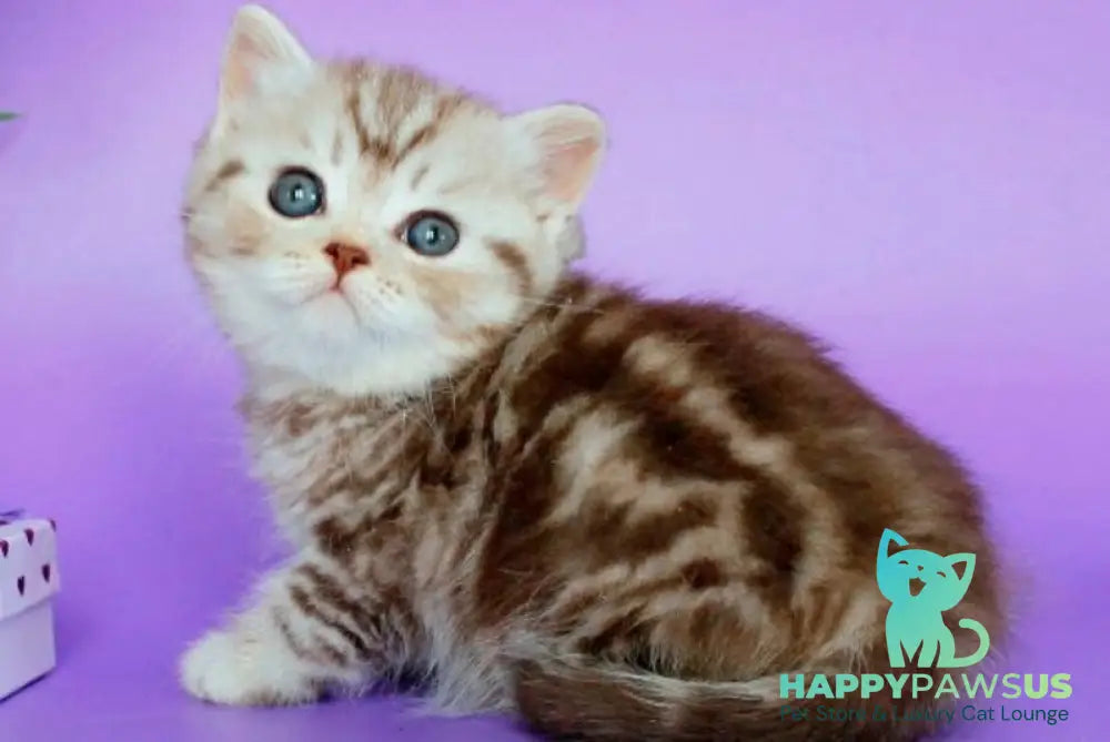 Sellena British Shorthair female chocolate silver tabby - live animals