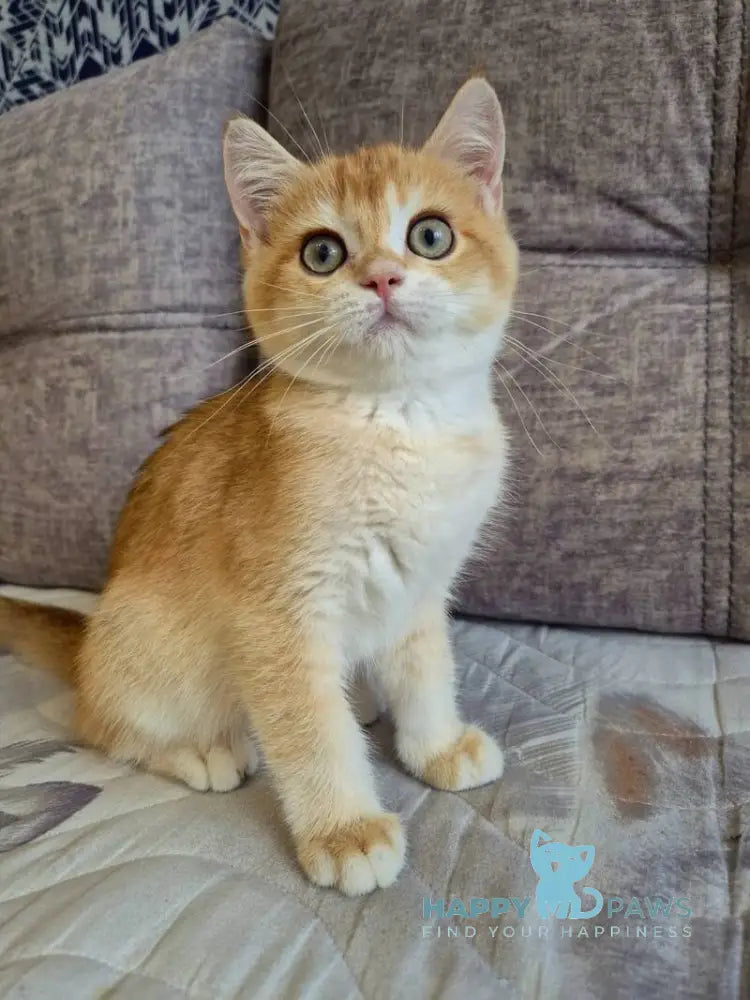 Sem British Shorthair male black golden chinchilla live animals