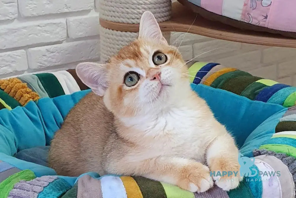 Sem British Shorthair male black golden chinchilla live animals