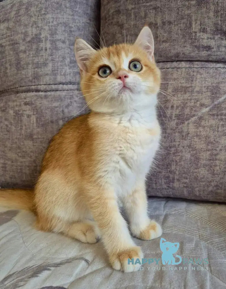 Sem British Shorthair male black golden chinchilla live animals