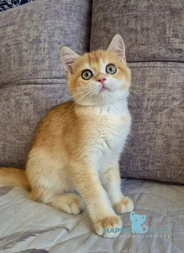Sem British Shorthair male black golden chinchilla live animals