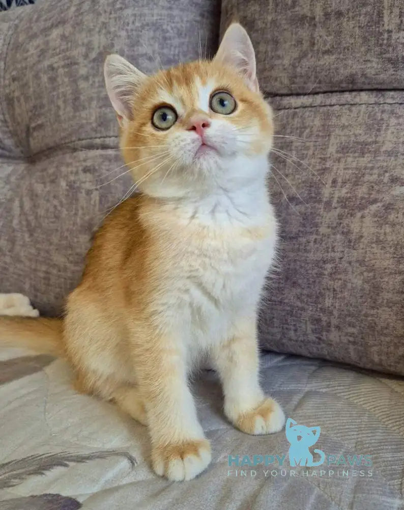 Sem British Shorthair male black golden chinchilla live animals