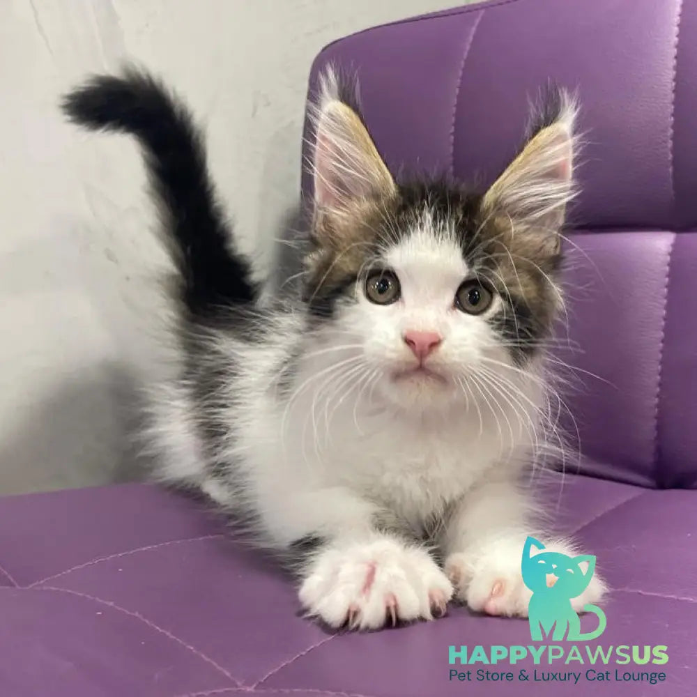 Sem Maine Coon male black bicolour tabby - live animals