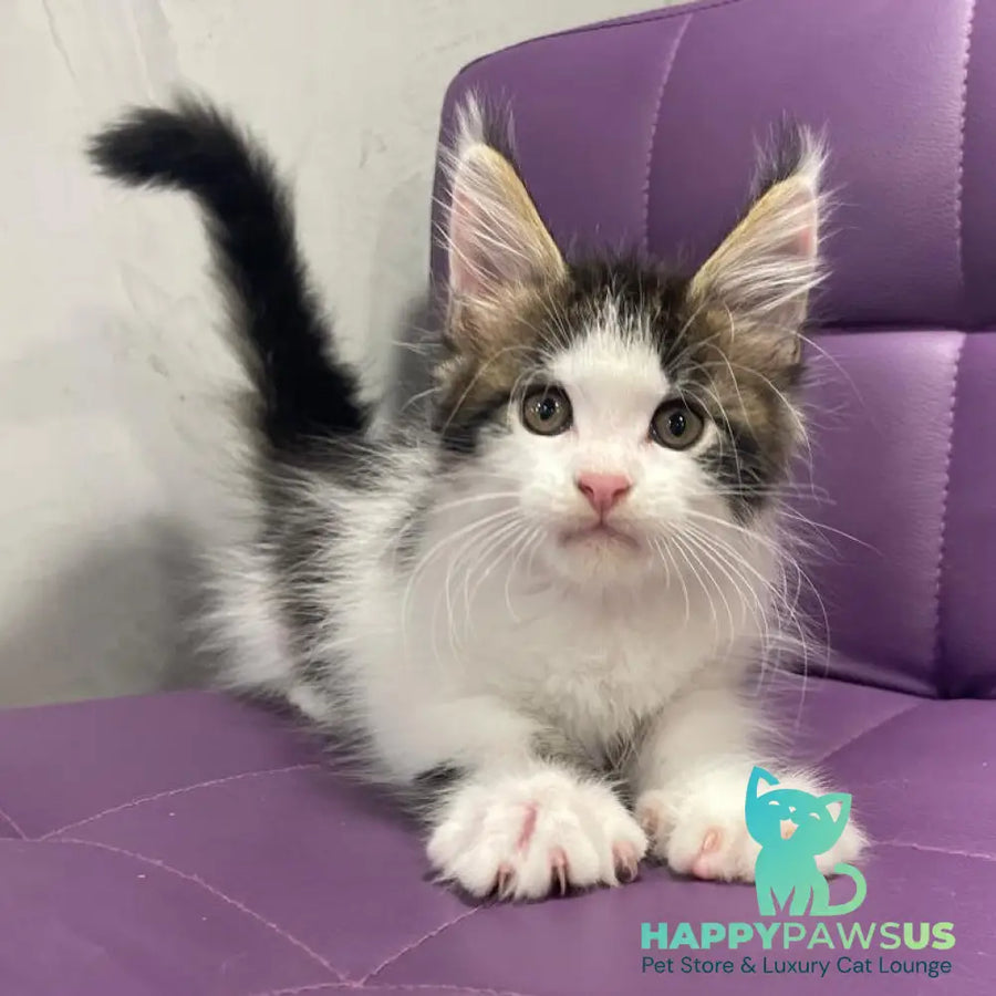 Sem Maine Coon male black bicolour tabby - live animals