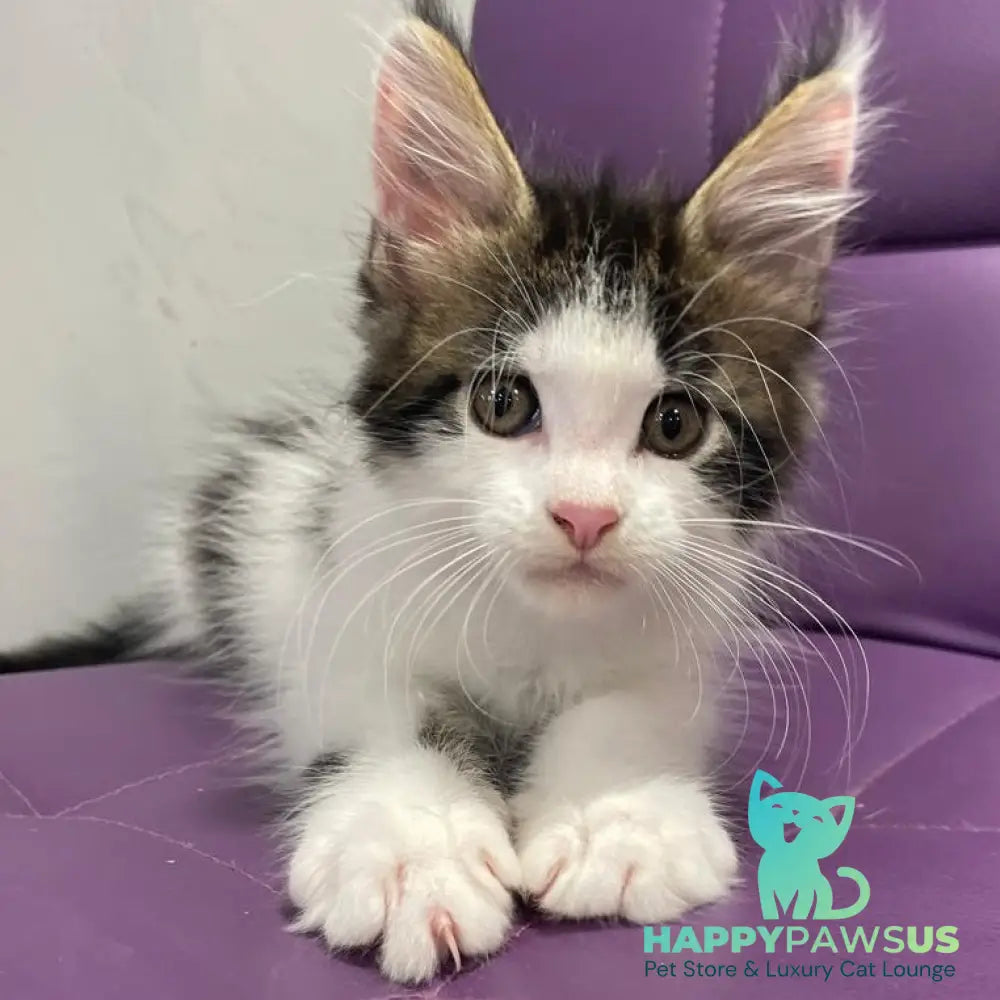 Sem Maine Coon male black bicolour tabby - live animals