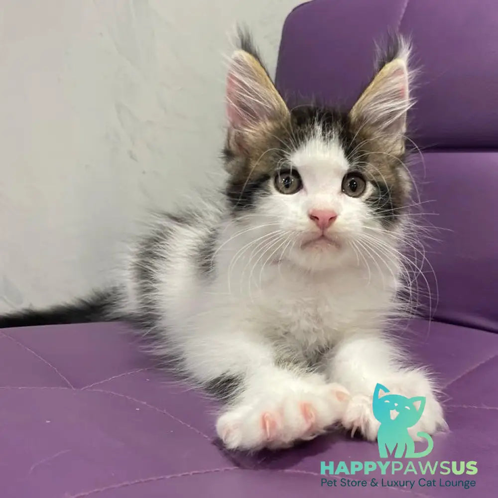 Sem Maine Coon male black bicolour tabby - live animals