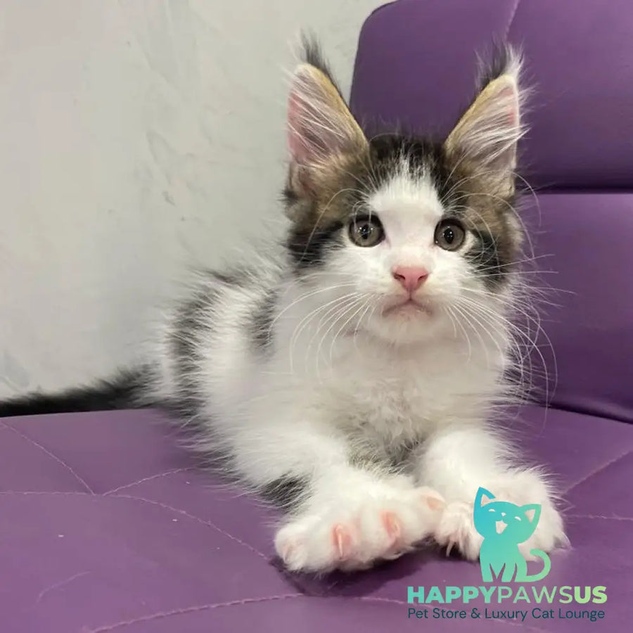 Sem Maine Coon male black bicolour tabby - live animals