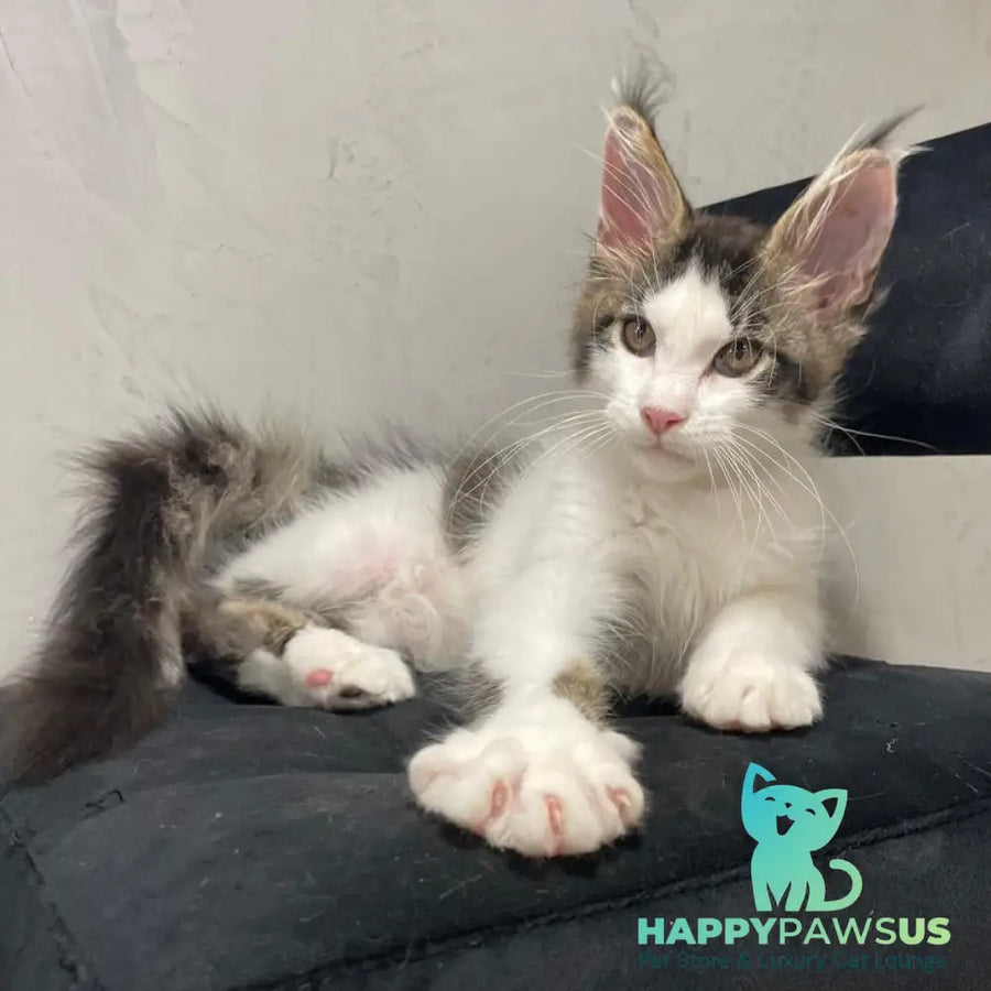 Sem Maine Coon male black bicolour tabby - live animals