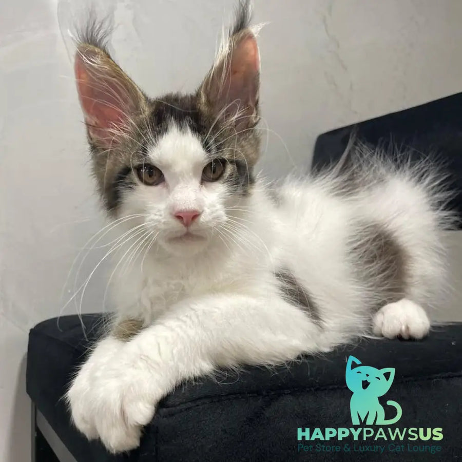 Sem Maine Coon male black bicolour tabby - live animals