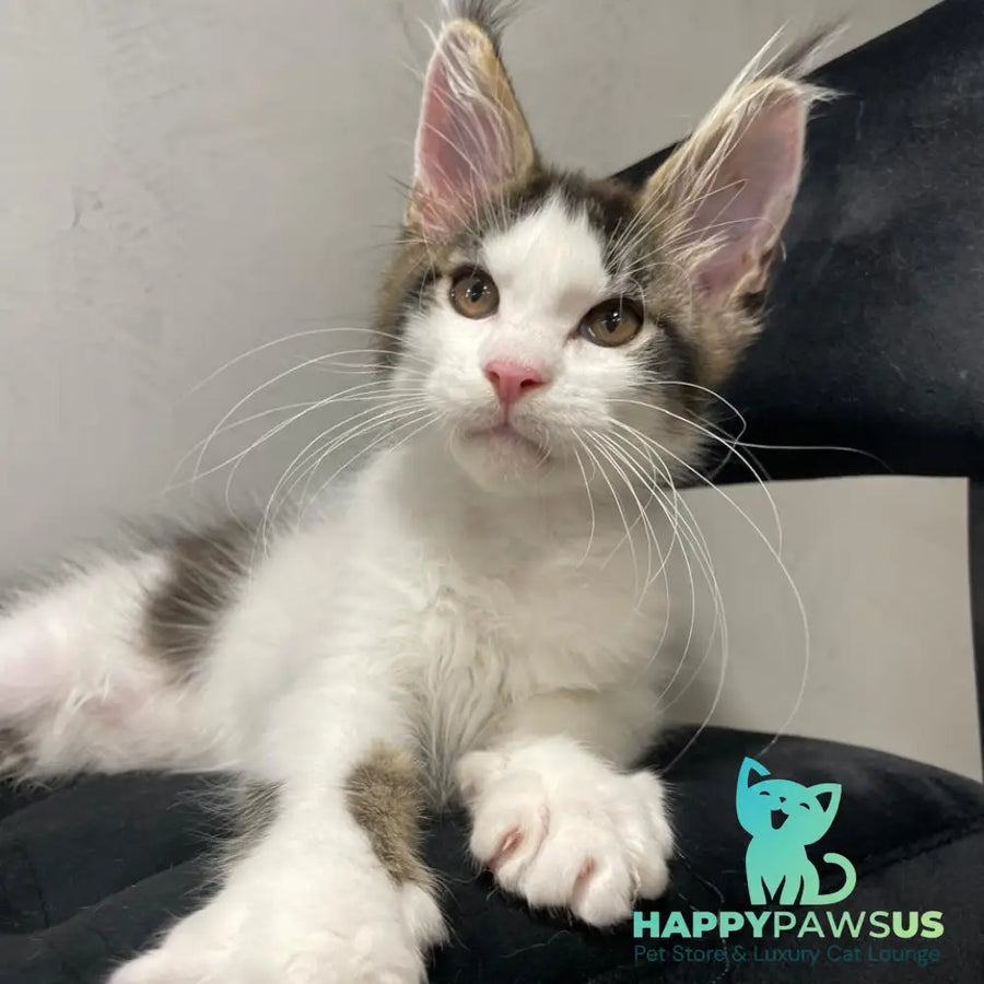 Sem Maine Coon male black bicolour tabby - live animals