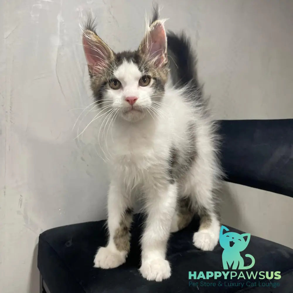Sem Maine Coon male black bicolour tabby - live animals