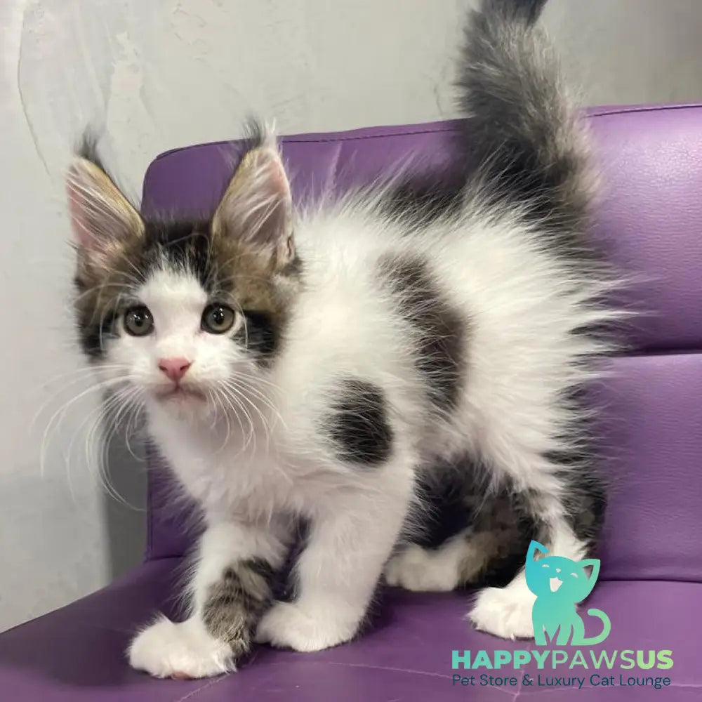 Sem Maine Coon male black bicolour tabby - live animals