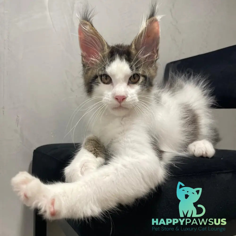 Sem Maine Coon male black bicolour tabby - live animals
