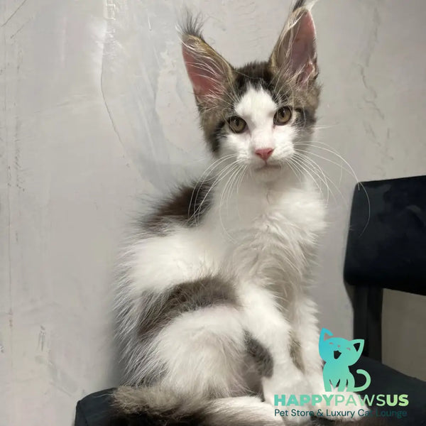 Sem Maine Coon male black bicolour tabby - live animals
