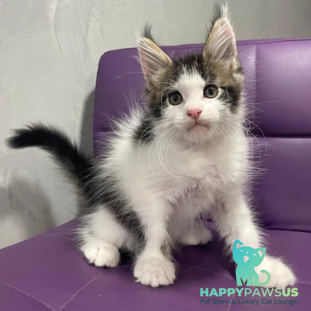 Sem Maine Coon male black bicolour tabby - live animals