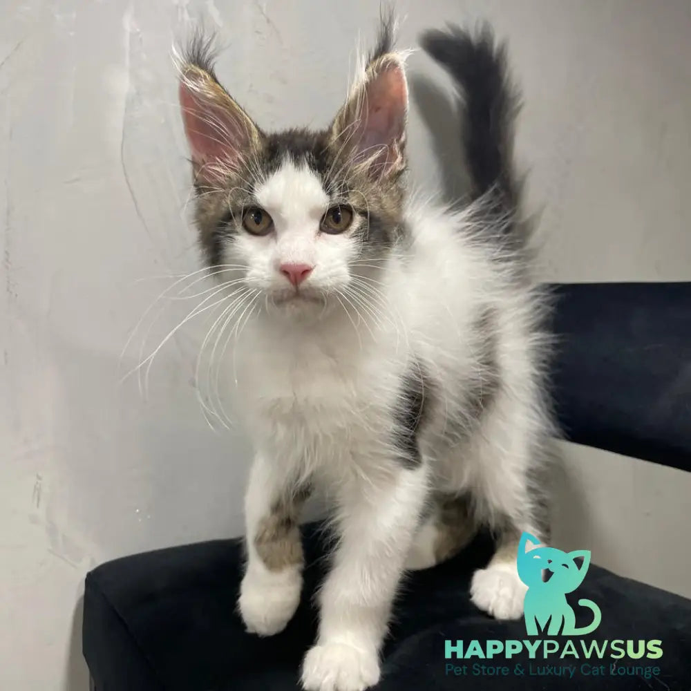 Sem Maine Coon male black bicolour tabby - live animals