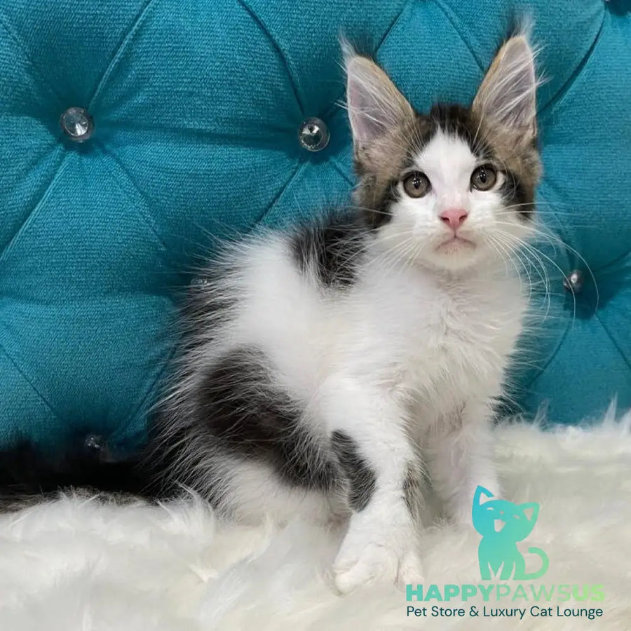 Sem Maine Coon male black bicolour tabby - live animals