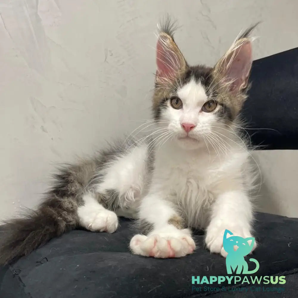 Sem Maine Coon male black bicolour tabby - live animals