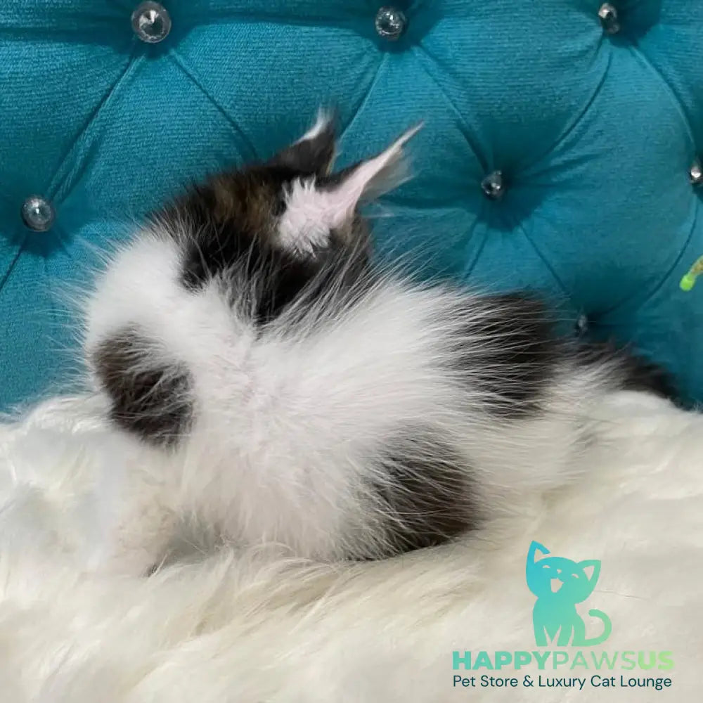 Sem Maine Coon male black bicolour tabby - live animals