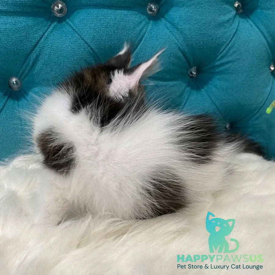 Sem Maine Coon male black bicolour tabby - live animals
