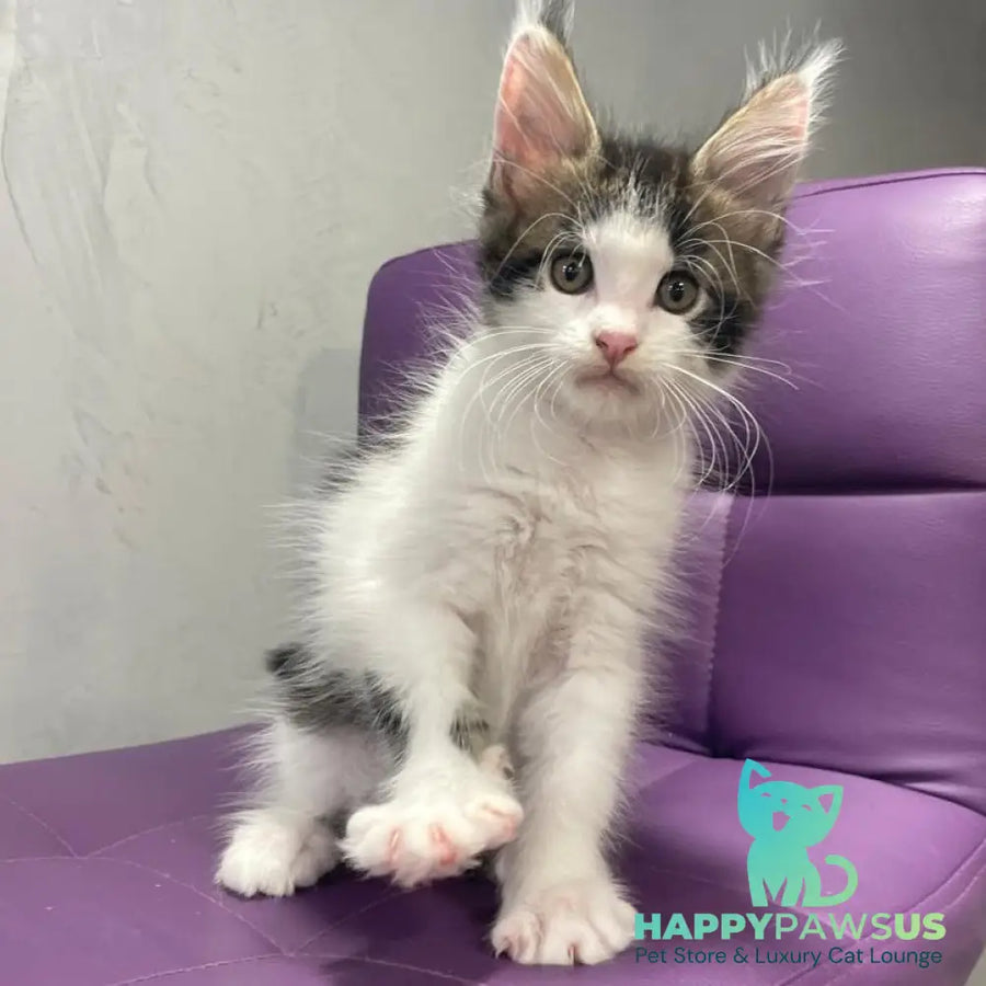 Sem Maine Coon male black bicolour tabby - live animals