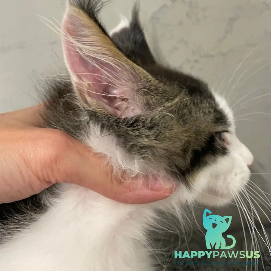 Sem Maine Coon male black bicolour tabby - live animals