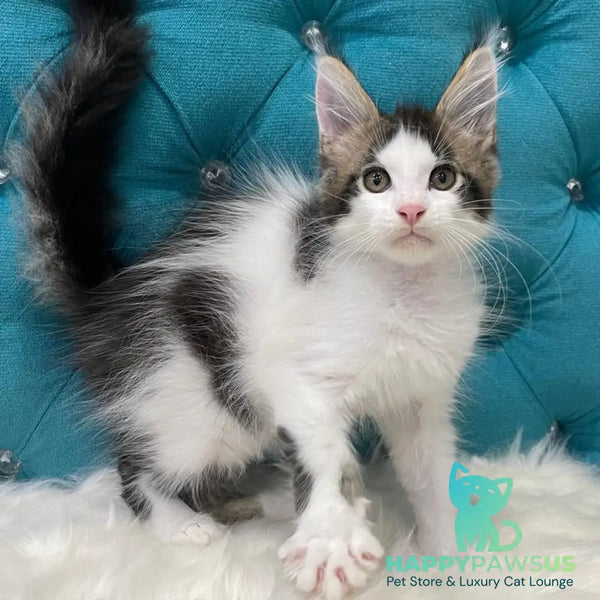 Sem Maine Coon male black bicolour tabby - live animals