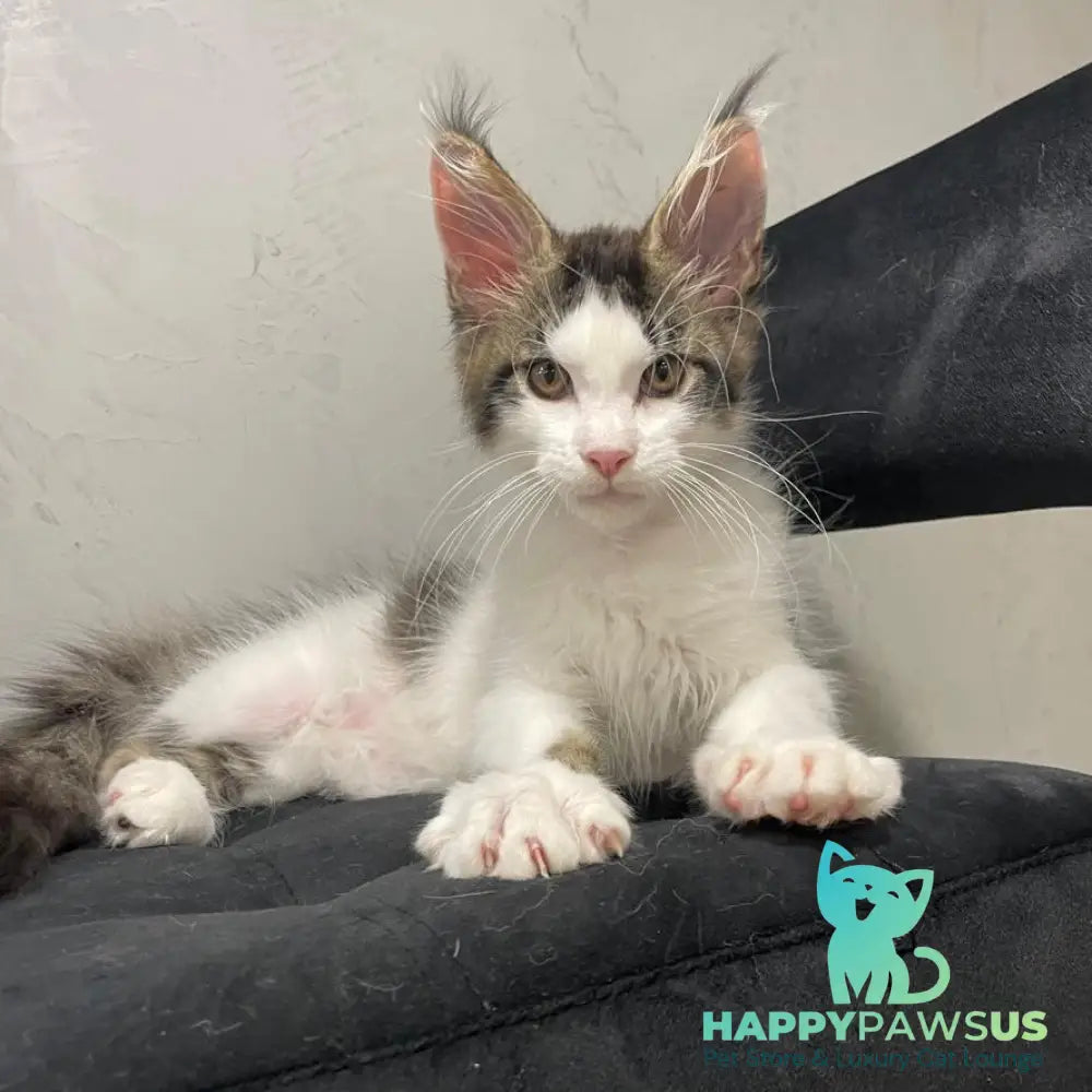 Sem Maine Coon male black bicolour tabby - live animals