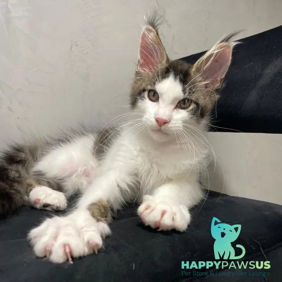 Sem Maine Coon male black bicolour tabby - live animals