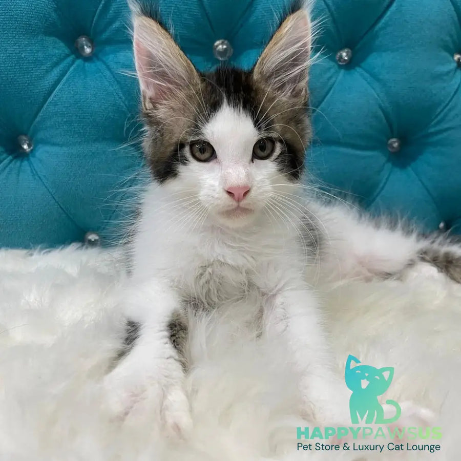 Sem Maine Coon male black bicolour tabby - live animals