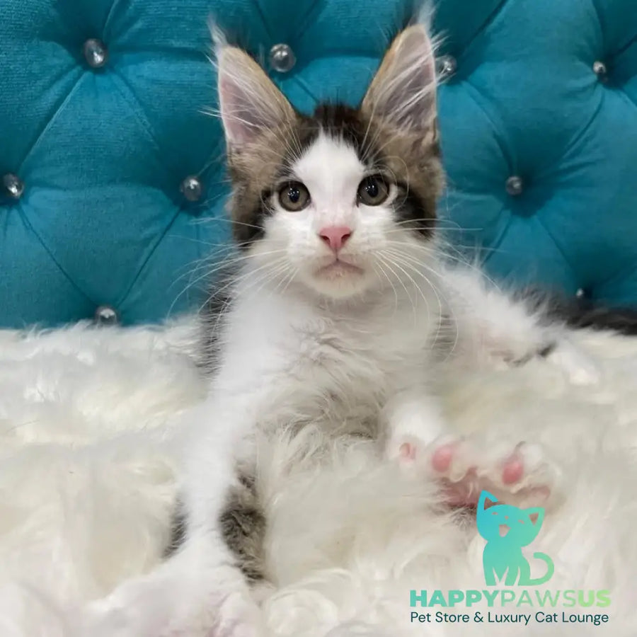 Sem Maine Coon male black bicolour tabby - live animals