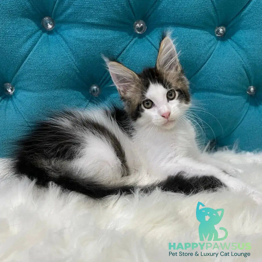 Sem Maine Coon male black bicolour tabby - live animals