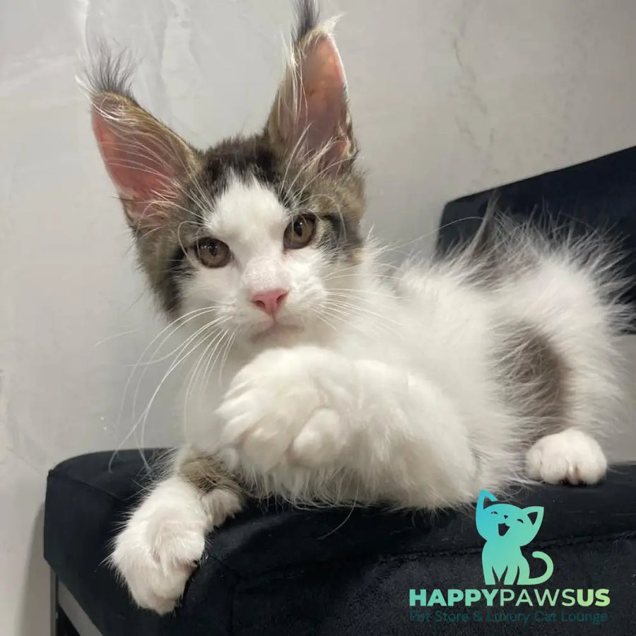 Sem Maine Coon male black bicolour tabby - live animals
