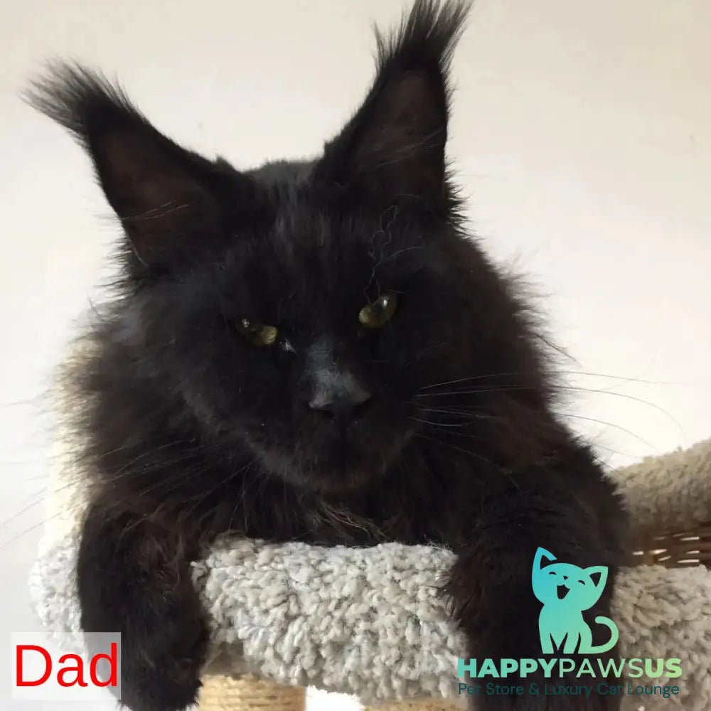 Sem Maine Coon male black bicolour tabby - live animals