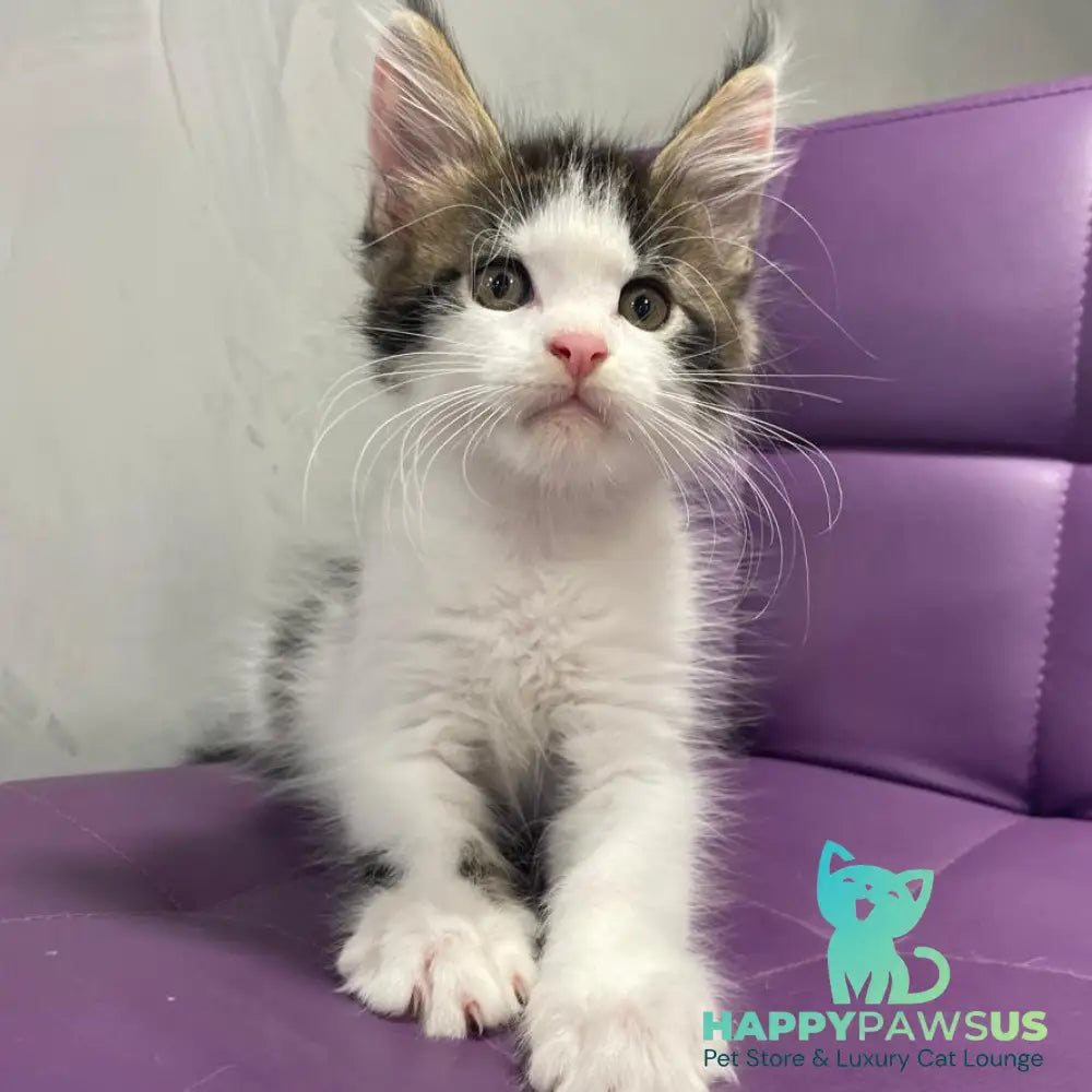 Sem Maine Coon male black bicolour tabby - live animals