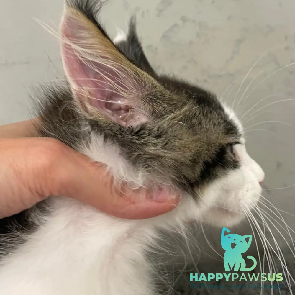 Sem Maine Coon male black bicolour tabby - live animals