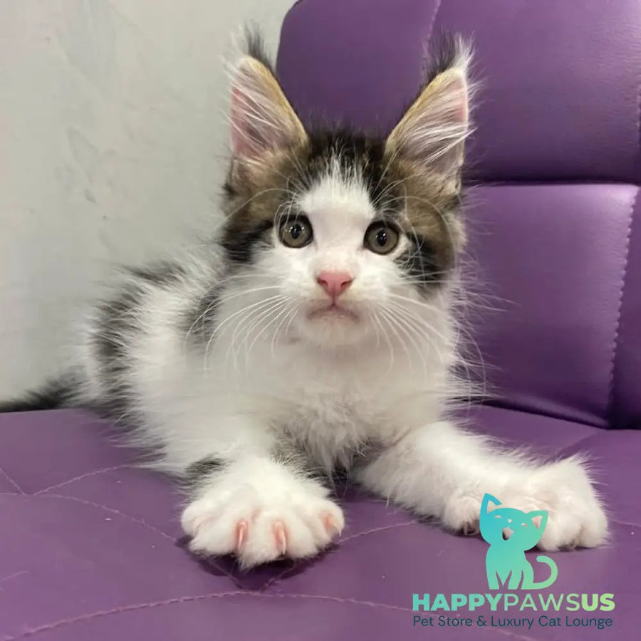 Sem Maine Coon male black bicolour tabby - live animals
