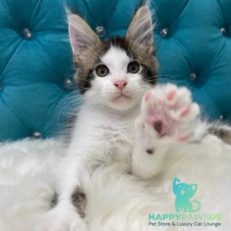 Sem Maine Coon male black bicolour tabby - live animals