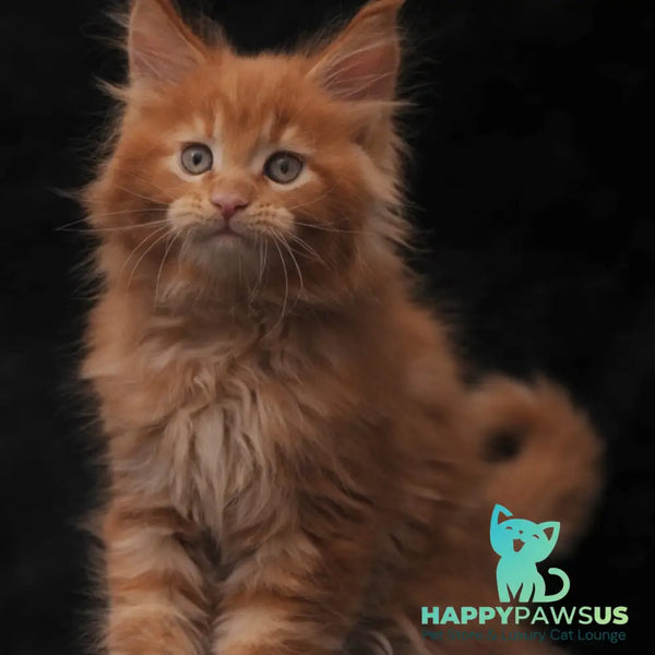 Sem Maine Coon male red - live animals