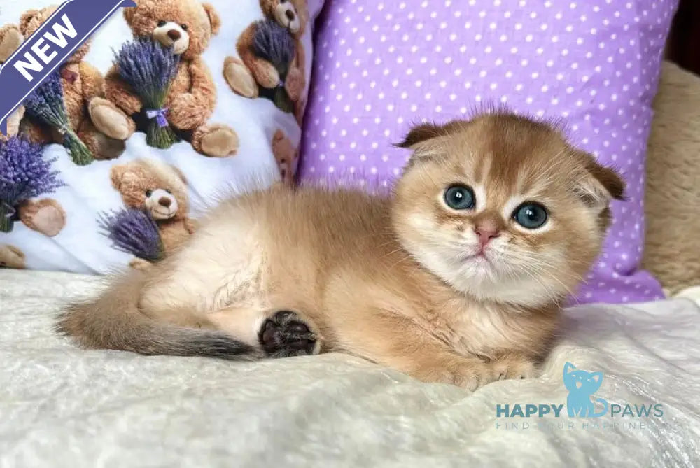 Sem Scottish Fold male black silver shaded live animals