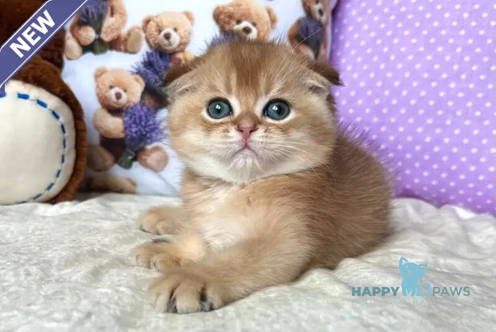 Sem Scottish Fold male black silver shaded live animals