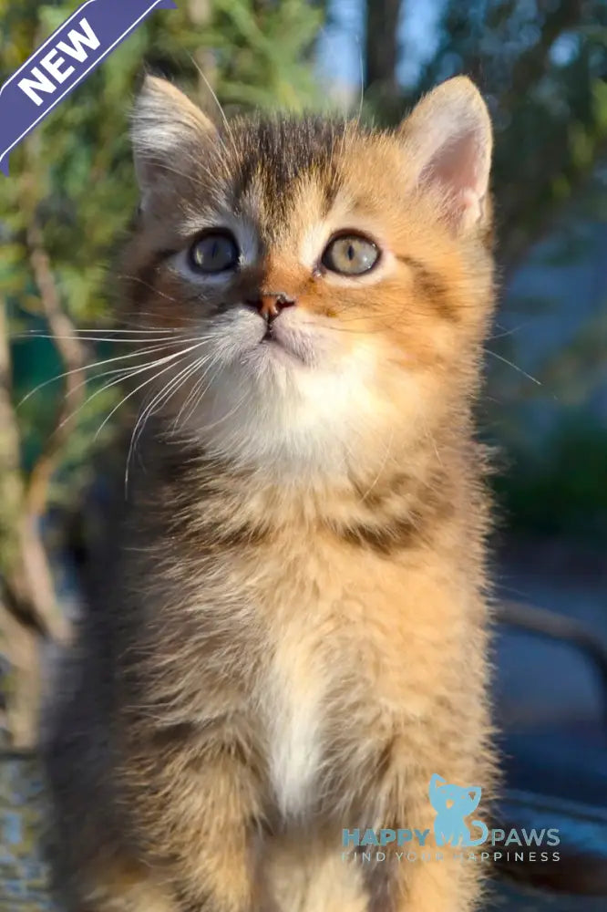 Sem Scottish Straight male black ticked tabby live animals