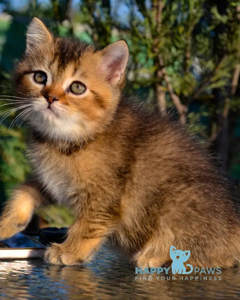 Sem Scottish Straight male black ticked tabby live animals